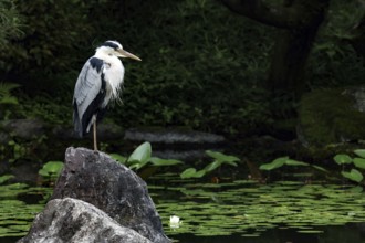 Grey heron stands on a rock by a pond in a tranquil garden full of water lilies, Kyoto, Okazaki,