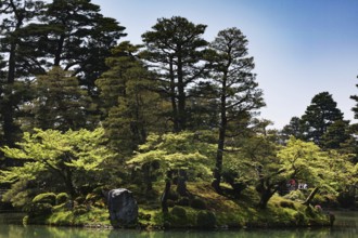 Lush landscape of Kenrokuen Garden in Kanazawa with thick trees and green pond, Kanazawa, Japan