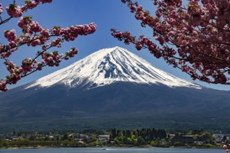 Snow-covered Mount Fuji with blooming cherry trees in Kawaguchi-ko, Kawaguchi-ko, Yamanashi, Japan