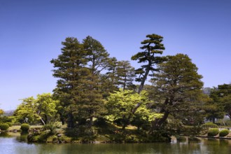 Densely overgrown Kenrokuen Garden in Kanazawa with high sky and green trees, Kanazawa, Japan