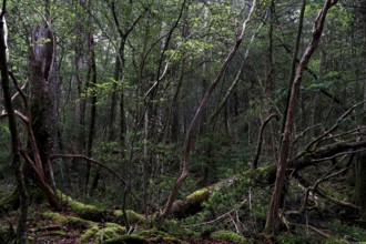 Dense part of Aokigahara Forest with lush vegetation and moss