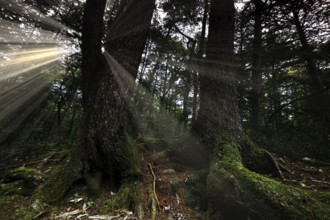 Aokigahara forest, where sunlight dramatically illuminates moss-covered trees