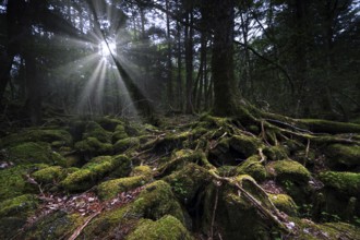 Aokigahara forest with sunbeams shining through thick moss and trees