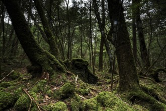 Dark part of Aokigahara Forest with thick moss and tall trees