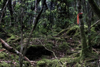 Aokigahara forest with thick undergrowth and moss-covered trees
