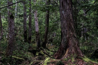 Dense forest with moss-covered trees in Aokigahara. Quiet and mysterious, Aokigahara, Japan