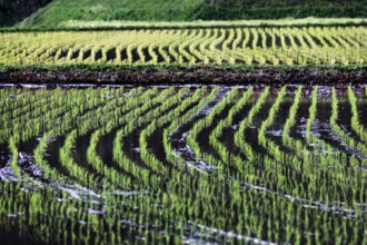 Rice field near Aso with mechanical introduction of seedlings, Aso, Kumamoto, Japan