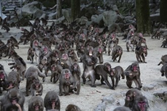 Many Japanese macaques gather to feed in a nature park, Beppu, Takasakiya Hill, Japan