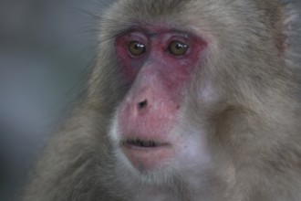 Close-up of a Japanese macaque with expressive face and red colored skin, Beppu, Takasakiya hill,