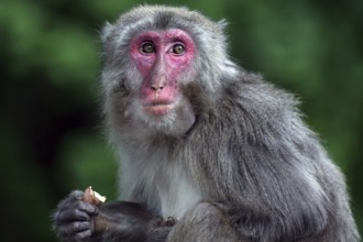 Japanese macaque sitting in natural habitat surrounded by green vegetation, Beppu, Takasakiya hill,