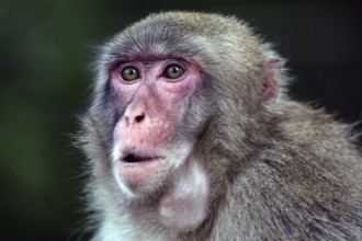 Portrait of a Japanese macaque with an attentive look and detailed fur, Beppu, Takasakiya hill,