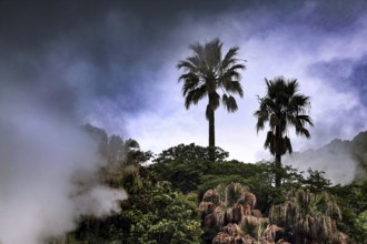 Two palm trees jut out of thick vegetation in a foggy, cloudy sky, Beppu, Oita, Japan
