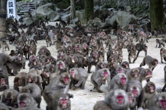 Large group of Japanese macaques feeding outdoors, Beppu, Takasakiya hill, Japan
