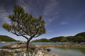 A picturesque coastal landscape with a tree in the foreground and clear sky, Kii Peninsula, Japan