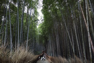 Trail through the impressive bamboo forest of Arashiyama surrounded by nature, Kyoto, Arashiyama,