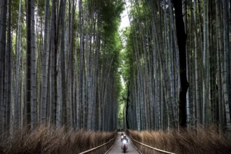Straight path through the majestic Arashiyama bamboo forest with tall bamboo canes, Kyoto,