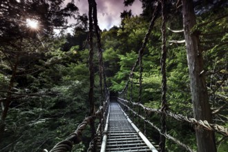 Suspension bridge that winds through thick forest