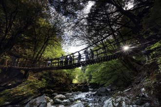 Silhouette above a suspension bridge in a dense forest illuminated by the sun