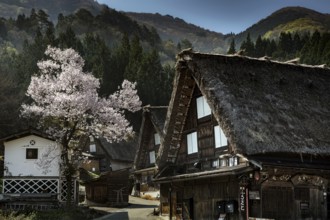 Mountain village with traditional houses and blooming cherry trees in spring, Shirakawa, Gifu,