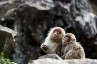 Macaques in Jigokudani Yaen Koen relax in rocky surroundings, Yamanouchi, Nagano, Japan