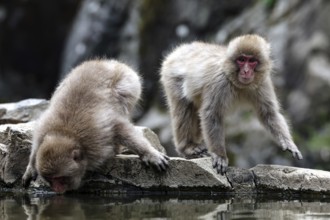 Macaques drink water at Jigokudani Yaen Koen in Japan, Yamanouchi, Japan
