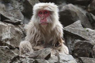 Portrait of an elderly Japanese macaque in Jigokudani Yaen Koen, Yamanouchi, Nagano, Japan