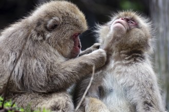 Macaques care for each other at Jigokudani Yaen Koen, Yamanouchi, Japan