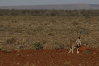 A red kangaroo stands in the vast landscape of the outback, South Australia, Australia