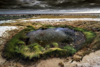 The bubbling artesian spring The Bubbler with surrounding vegetation, Mound Springs, South