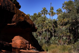 Red rocks and lush vegetation contrast dramatically under bright blue skies, Palm Valley, Northern