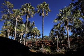 Tall umbrella palms with shimmering foliage under bright, steel-blue sky, Palm Valley, Northern