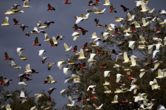 Swarm of naked eyed cockatoos fly across trees