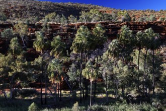 Dense vegetation with red umbrella palms on a rocky slope under clear skies, Palm Valley, Northern