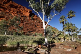 A eucalyptus tree against a red rock wall with palm trees in the background, Palm Valley, Northern