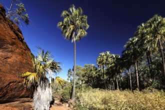 Tall red umbrella palms against rock walls in Palm Valley under bright blue sky, Palm Valley,