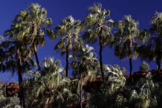 A group of red umbrella palms rise proudly against a deep blue sky, Palm Valley, Northern