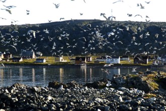 Swarm of kittiwakes over the coastline of Hamningberg, Hamningberg, Finnmark, Norway
