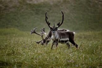 Two reindeer roam a green landscape in the Hamningberg region