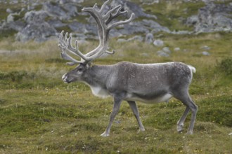 Ren moves across grassy and rocky landscape near Hamningberg, Hamningberg, Norway