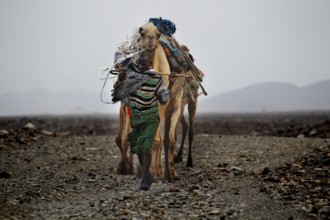 A caravan moves through the bare landscape of Ahmedela, with camels and luggage, Ahmedela, Ethiopia