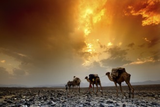 Camels of a caravan at sunset in the Ahmedela desert, Ahmedela, Ethiopia
