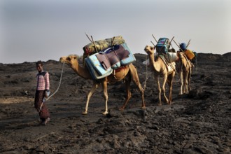 A camel caravan descends Erta Ale volcano loaded with luggage, Erta Ale, Afar, Ethiopia