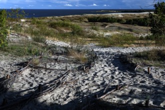 Wide dune landscape with beach twigs and views of the sea under a blue sky, Nida, Curonian Spit,