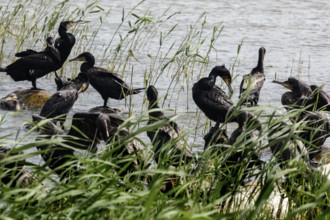 Cormorants gather on the banks of the Curonian Lagoon surrounded by reeds, Nida, Curonian Spit,