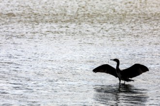 A cormorant with spread wings stands majestically in the lagoon, Nida, Klaipeda County, Lithuania