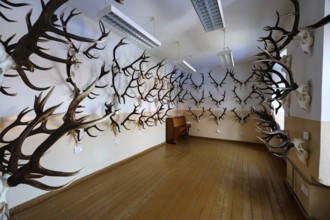Raudonn castle room with numerous deer antlers on the walls, Raudonn, Lithuania