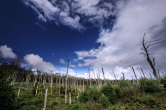 Cormorant colony in Juodkrante with dead trees against a blue sky, Juodkrante, Lithuania