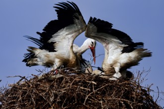 Two storks spreading wings in a nest under a blue sky, Siauliai, Lithuania