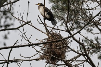 A cormorant sits next to a nest on a branch of a tree, Juodkrante, Klaipeda, Lithuania
