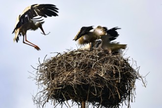 Storks in a nest, one in flight, against a clear sky in Siauliai, Siauliai, Lithuania